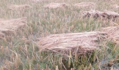 ओड़गी क्षेत्र में खेत से खलिहान तक भीगा धान, मुसीबत में किसान