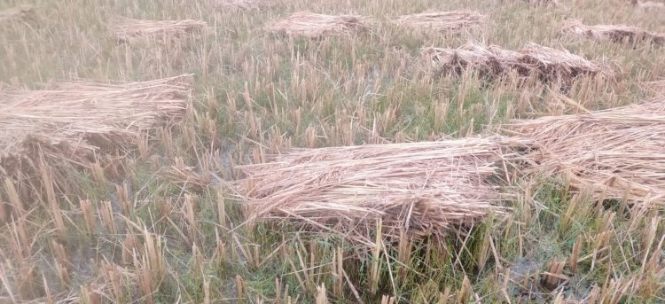 ओड़गी क्षेत्र में खेत से खलिहान तक भीगा धान, मुसीबत में किसान