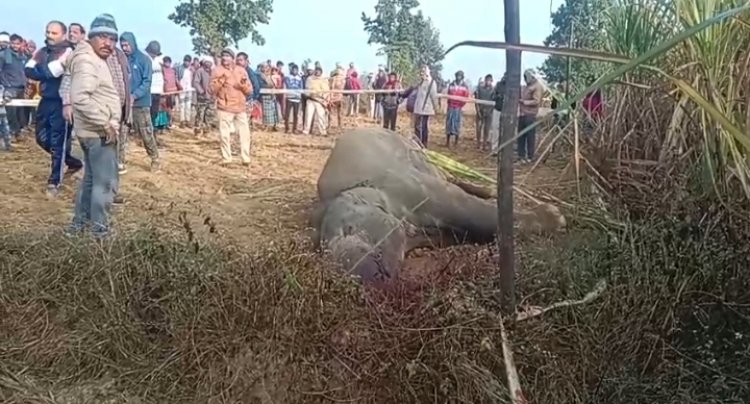 करंट के चपेट में आने से नर हाथी की मौत