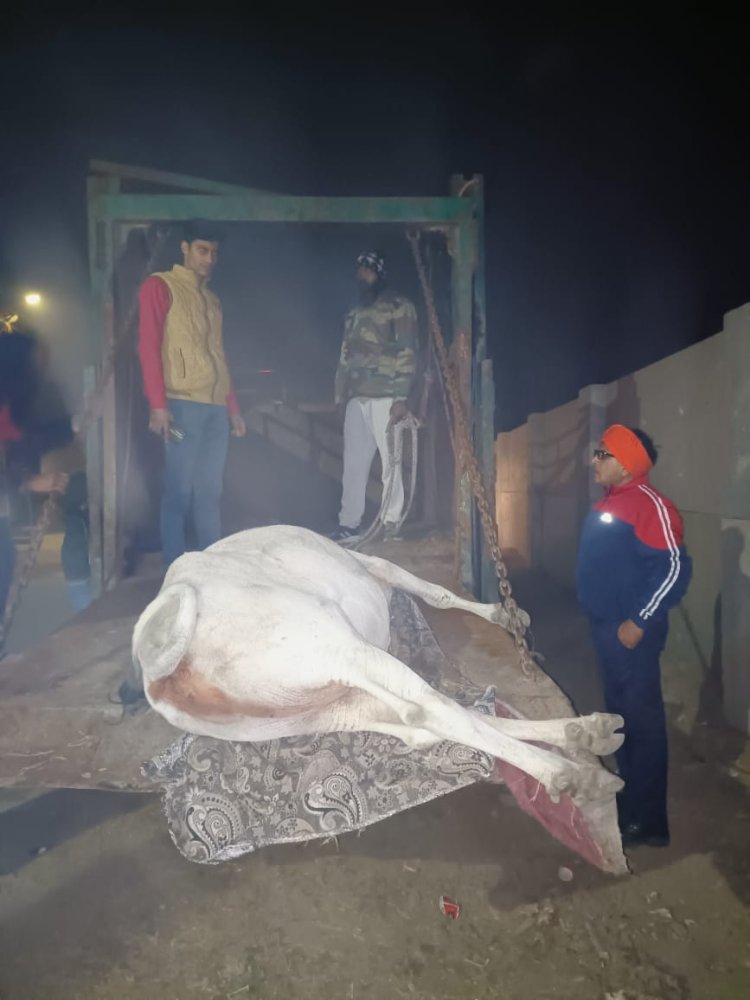 गौ माता की स्थिति में सुधार न होने पर ट्रॉमा सेंटर भिजवाया गया ,
