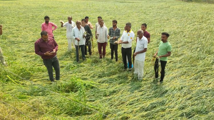 ओलावृष्टि से खड़ी फसल को नुकसान, विधायक ने अधिकारीयों को दिये खेतो में पहुँचने के निर्देश