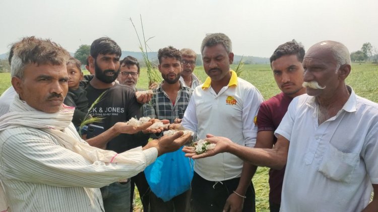 ओलावृष्टि से खड़ी फसल को नुकसान, विधायक ने अधिकारीयों को दिये खेतो में पहुँचने के निर्देश