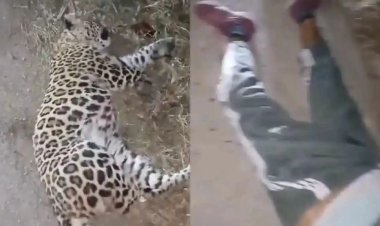 मौत ऐसे भी आती है, तेंदुए के हमले में नहीं बचा युवक, मुरादाबाद में दोनों की मौत