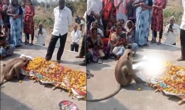 चंद्रपूर में एक वानर ने महिला के अंतिम संस्कार में किया अनोखा कार्य, लोग बोले - "यह उनका पति मारुति है!"