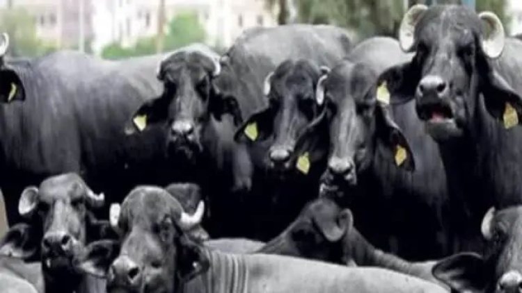 ट्रेन में नहीं लगी पार्सल वैन, दिन भर स्‍टेशन पर इंतजार करती रह गईं 20 भैंसें