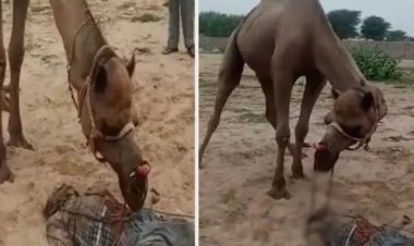 ऊंट ने मालिक का सिर जबड़े में फंसाकर तरबूज की तरह तोड़ दिया, 10 सेकंड में ही मौत.खौफनाक था मंजर.