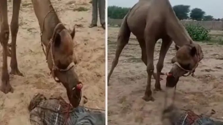 ऊंट ने गुस्से में मालिक˒ का सिर जबड़े में दबाकर तरबूज की तरह फोड़ डाला, सिर्फ 10 सेकंड में हो गई दर्दनाक मौत! ऊंट ने गुस्से में मालिक˒ का सिर जबड़े में दबाकर तरबूज की तरह फोड़ डाला, सिर्फ 10 सेकंड में हो गई दर्दनाक मौत!
