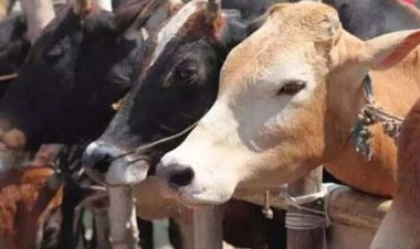 हापुड़ से मोहाली की फैक्ट्री में जा रहा था गोवंश खाल और मांस, इरफान और वसीम अरेस्ट, 100 से ज्यादा लोगों पर केस