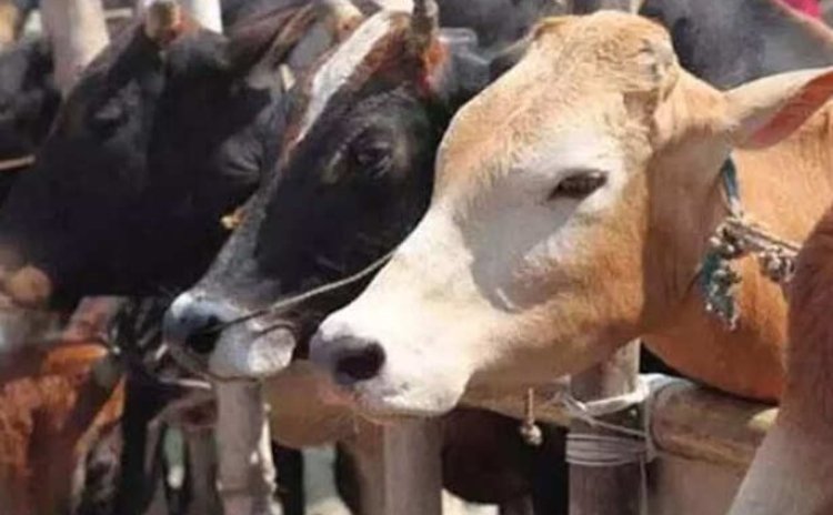 हापुड़ से मोहाली की फैक्ट्री में जा रहा था गोवंश खाल और मांस, इरफान और वसीम अरेस्ट, 100 से ज्यादा लोगों पर केस