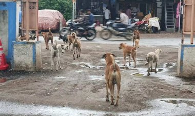 अचानक दौड़ाकर लोगों को काटने लगा कुत्ता, 11 बच्चों समेत 30 को काटा तो एक्शन में आया प्रशासन