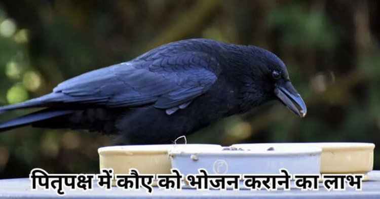 Pitru Paksha 2025 : श्राद्ध पक्ष में कौए, कुत्ते और गाय को भोजन का अंश देने से होते हैं ये लाभ